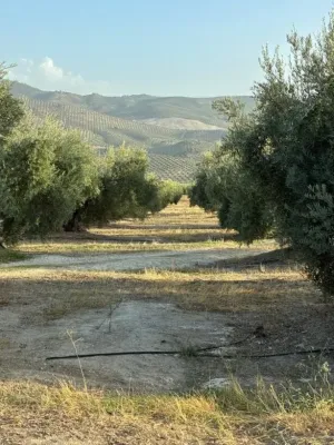 Olivar en Regadío en Villacarrillo 21,8 ha