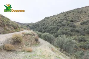 Finca rústica de olivos en Monachil.