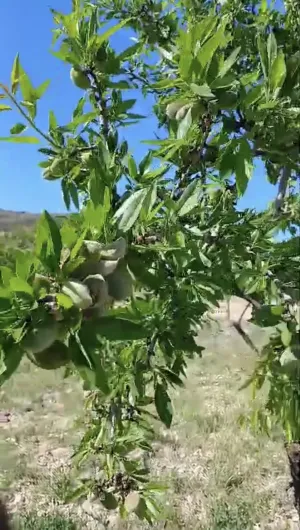 Finca Rústica con Almendros Productivos