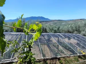 FINCA DE RECREO Y OLIVAR
