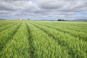 finca en venta 9 has labor regadío en Daimiel