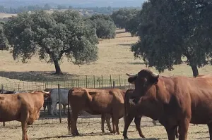 FINCA GANADERA DE 700HA EN EL NORESTE DE CÁCE