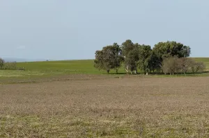 FINCA GANADERA Y DE CULTIVO CERCA DE CÁCERES