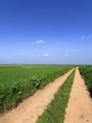 FINCA RÚSTICA PRODUCTIVA EN CAMPIÑA ECIJANA