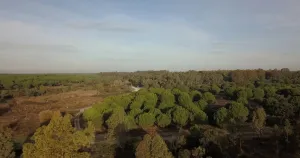 Finca de 159 ha en Doñana /Coto privado