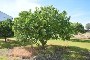 Finca rustica La palma del Condado
