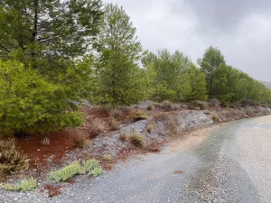 FINCA OLIVOS Y PINOS