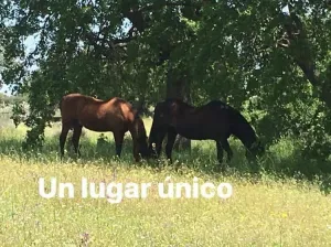 Finca con vivienda y inst.ecuestres
