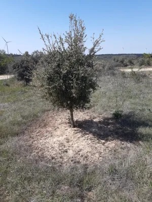 Venta de terreno en la Granadella