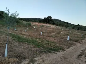 Finca de olivar en Lora de Estepa