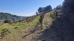 Venta Finca Rústica, Urb. Castellmoster, Castellvell Del Camp