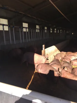 Finca agrícola ganadera ecológica renovables