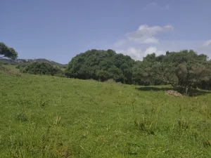 FINCA RUSTICA FORESTAL EN TARIFA