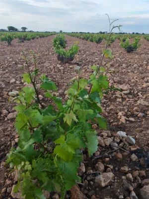 Venta de viñedo en Villarrobledo