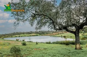 Finca de recreo en Huelva (junto a Portugal).