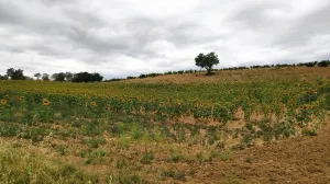 Finca secano en Santa Clara de Avedillo
