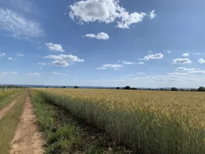 Finca en explotacion Ciudad Real Ref. 1545