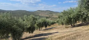 Fica Olivar Regadio en venta