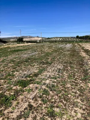 Venta secano productivo con excelente acceso