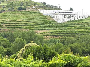 Finca en Resende