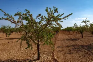 Finca Rustica granja de gallinas ecológicas