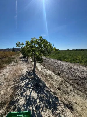 Finca en Granja de Rocamora