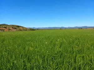EXCLUSIVA EXPLOTACIÓN AGROGANADERA DE 172 ha
