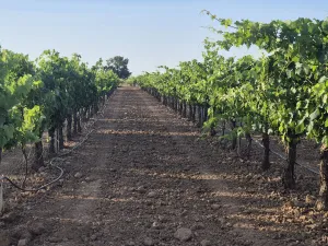 16 ha de viñedo de regadío (Cencibel) + balsa