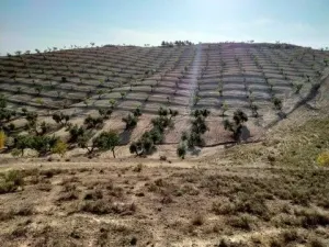 FINCA RÚSTICA OLIVOS Y ALMENDROS