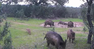 Dehesa Extremeña de Caza Mayor y Ganadera