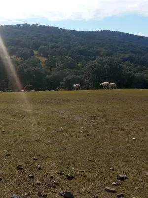 FINCA DE DEHESA DE 30 HECTÁREAS EN PLENA SIERRA MORENA (CORDOBA)