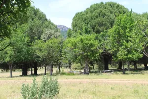 Finca de caza, ganadera, agrícola. Ref. 1548