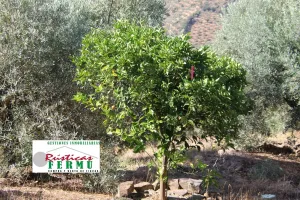Finca de olivos carrileados