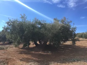 VENTA FINCA DE OLIVAR. CORTIJO DEL ARROYO