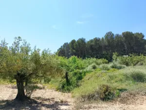 Oportunidad Terreno rústico en Caseta Leal, a solo 3 km de Castalla, con olivos, almendros y una amplia zona de bosque, por tan solo 0,40 €/m2.