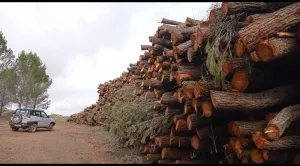 Se vende terreno forestal 42 Ha