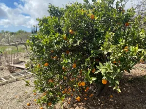 Gran oportunidad de negocio en Granadilla de Abona.