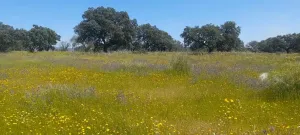 DEHESA EN MÉRIDA-VARIAS SUPERFICIES EN VENTA