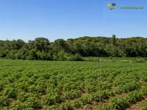 Finca en venta 200 has. labor riego Almendros