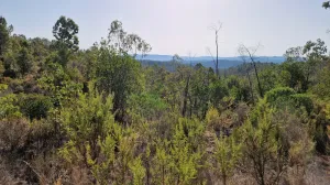 Finca forestal de 220 hectáreas en Massanes