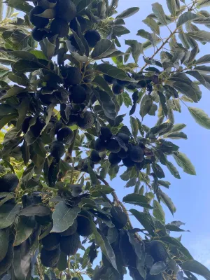 Finca agrícola productiva