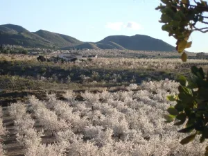 Finca en Lorca
