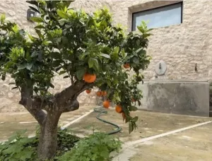 Finca única en Montuïri: 31,7 acres exclusivos y plantación de Olivos con rentabilidad