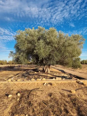 Finca regadío 10 hectáreas en Valencia