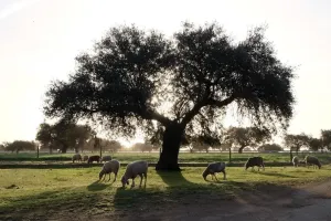 FINCA AGROGANADERA A 30KM DE BADAJOZ