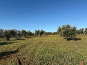 Se vende finca de regadío a 5min de Mérida