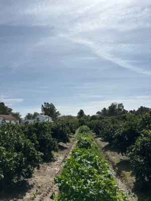 Finca de naranjos en Palma del Río