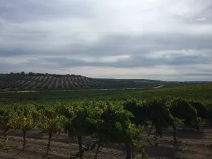 OPORTUNIDAD VENTA DE GRAN FINCA DE REGADIO