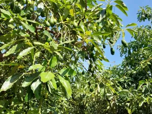 Finca de aguacates