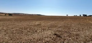 Se vende parcela de 11ha regadío y 6ha secano